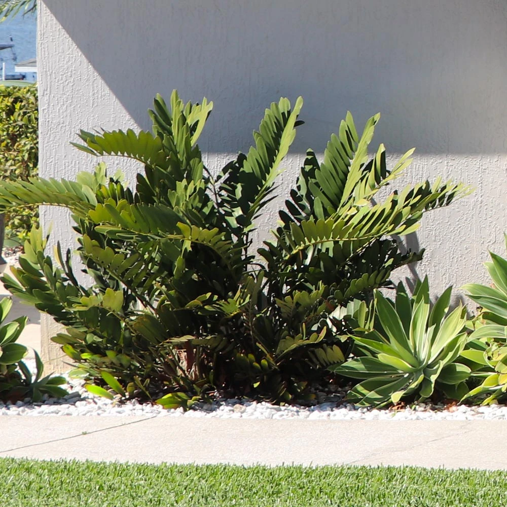 Cardboard Palm Tree - Image 3