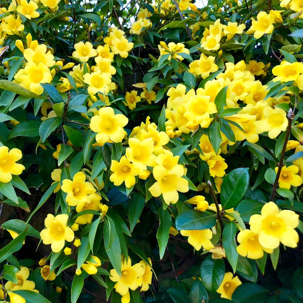 Carolina Jasmine - Image 3