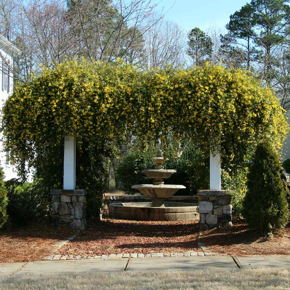 Carolina Jasmine - Image 4