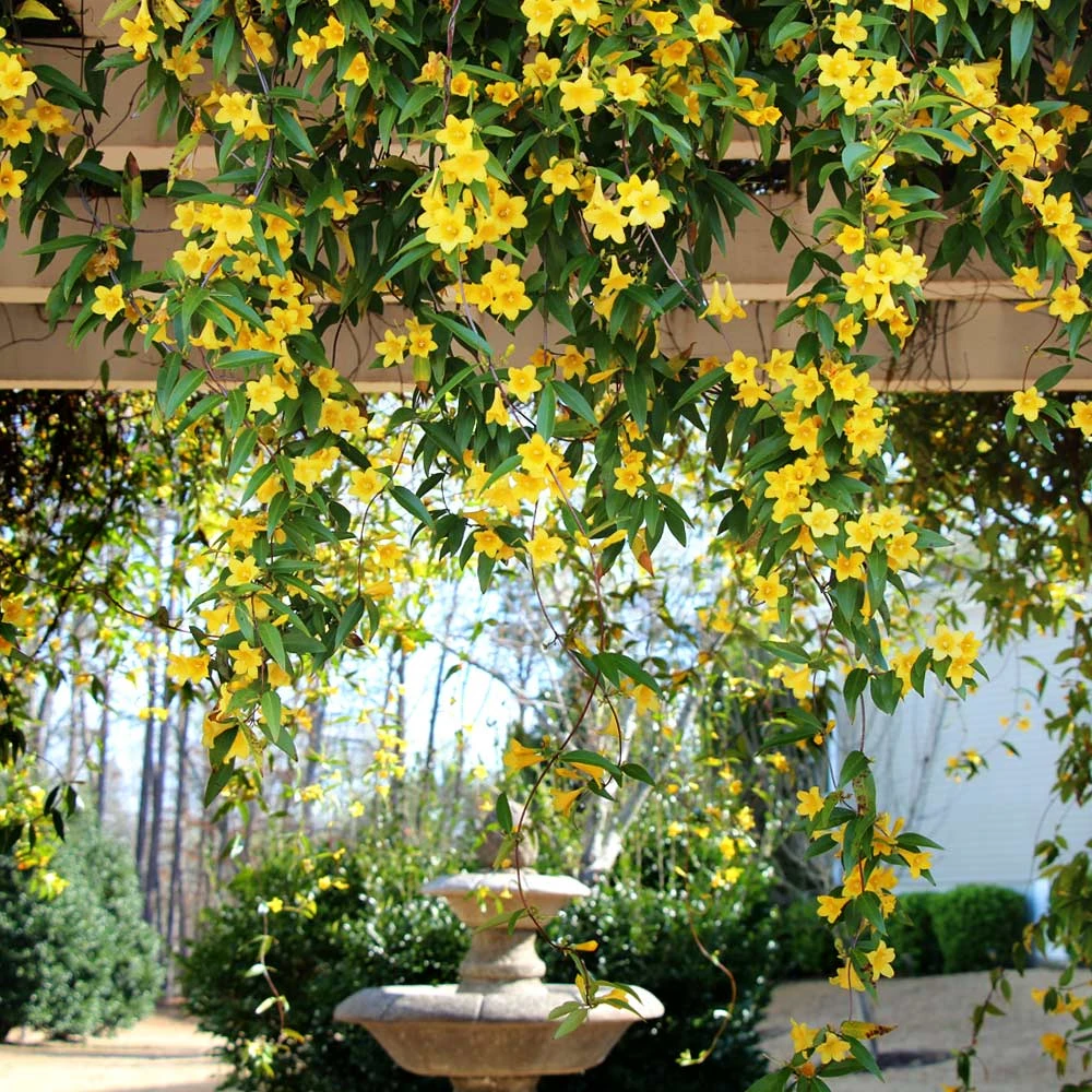 Carolina Jasmine - Image 2