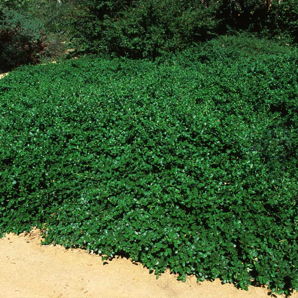 Yankee Point California Lilac - Image 4