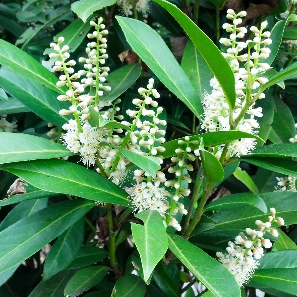 Cherry Laurel 'Centre Courtâ„¢' - Image 3