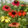 Cheyenne Spirit Echinacea (Coneflower)
