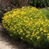 Threadleaf Coreopsis Plant