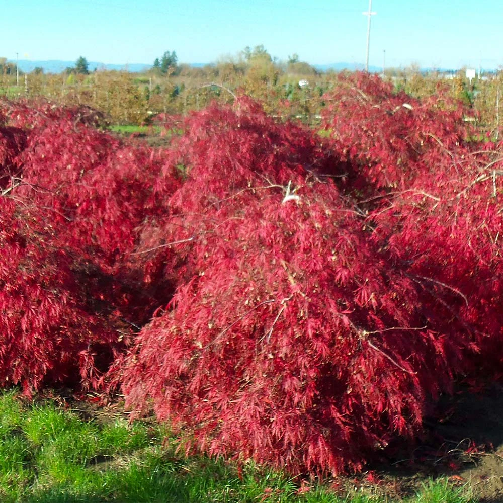 Crimson Queen Japanese Maple - Image 3