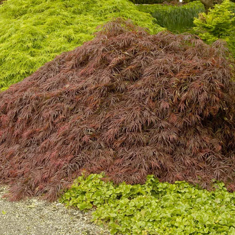 Crimson Queen Japanese Maple - Image 2