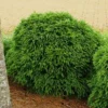 Cryptomeria 'Globosa Nana' Shrub