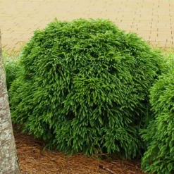 Cryptomeria 'Globosa Nana' Shrub