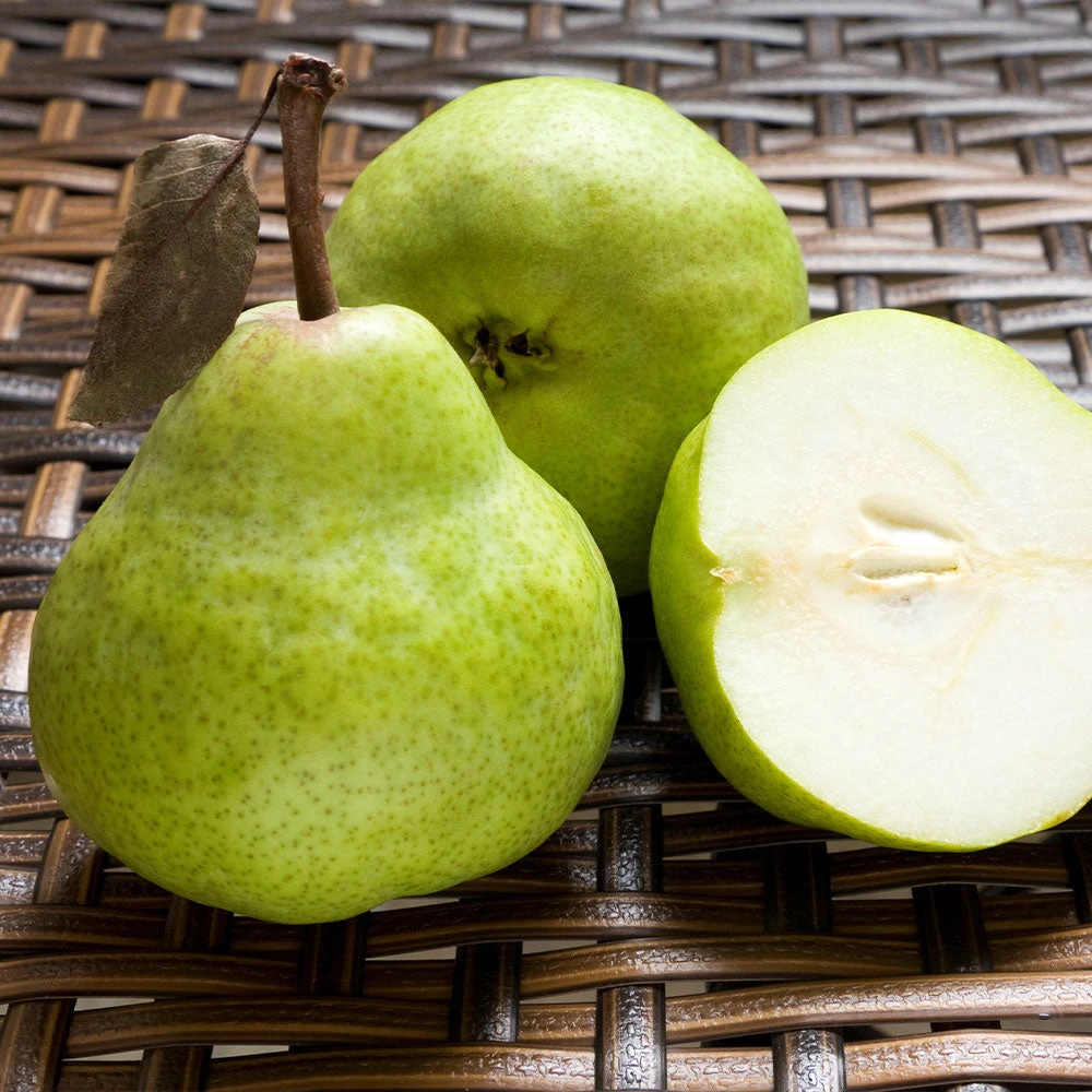 D'Anjou Pear Tree - Image 3