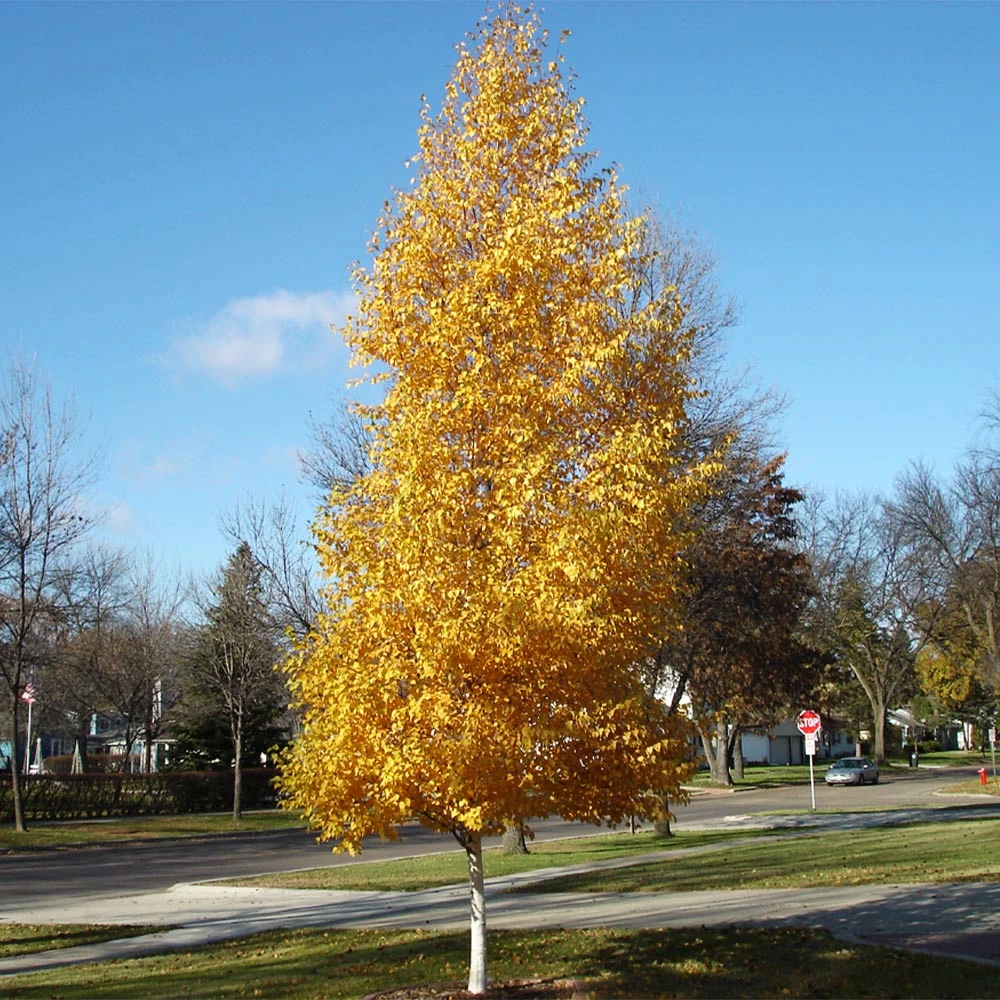 Dakota Pinnacle Birch Tree - Image 3
