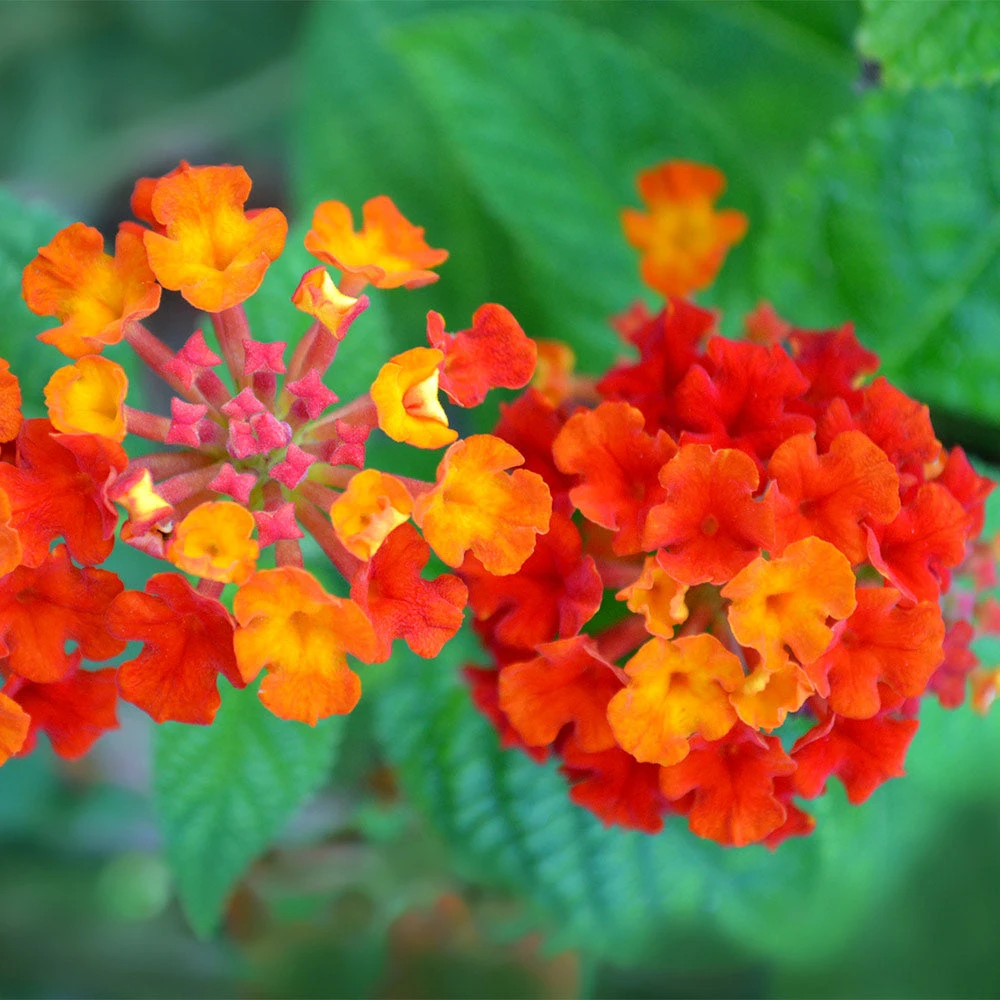 Dallas Red Lantana - Image 3