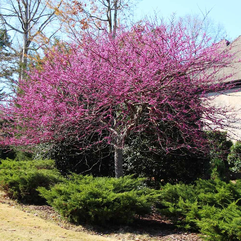 Eastern Redbud - Image 5