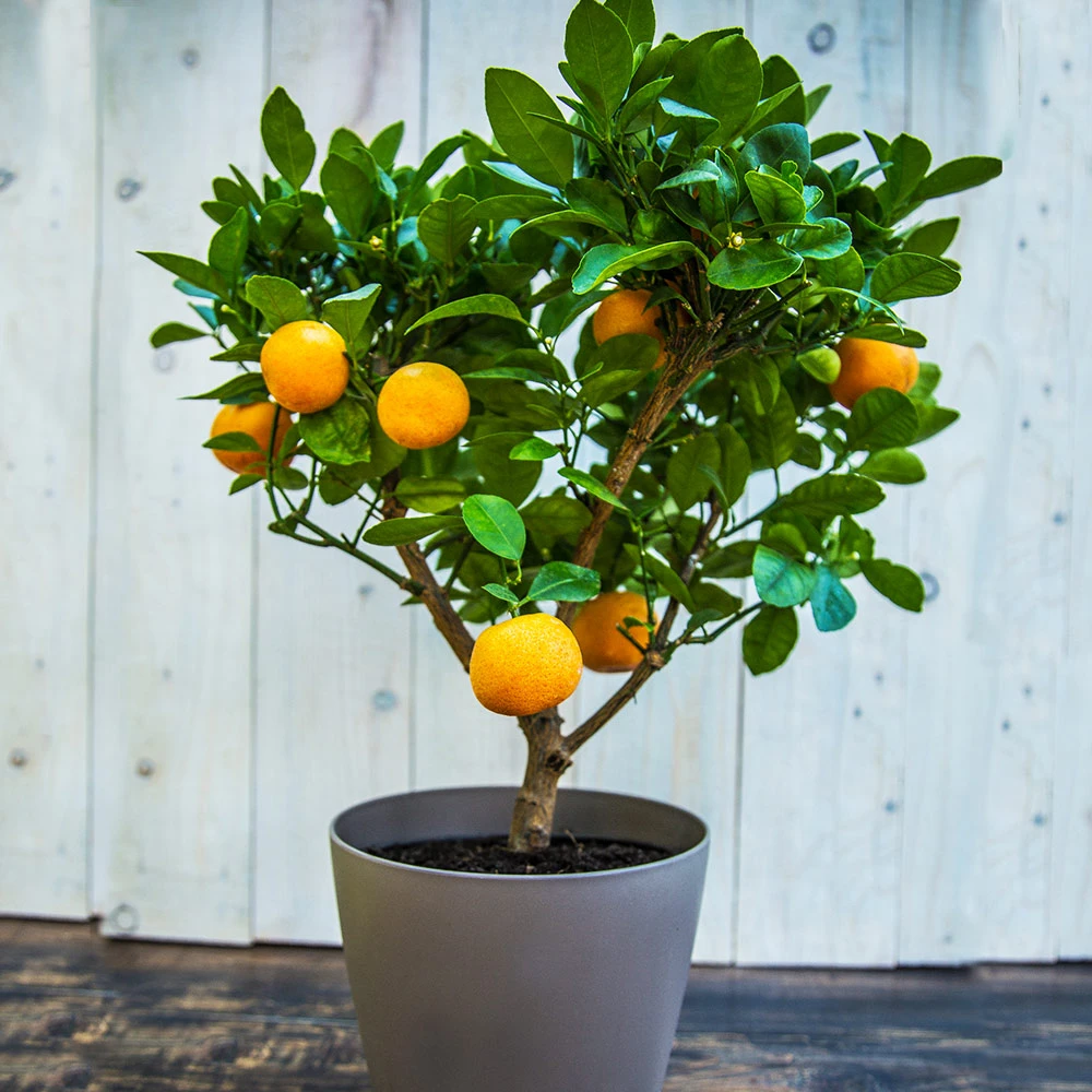 EasyPeel Clementine Tree - Image 2