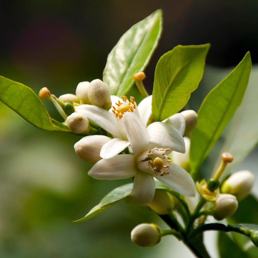 EasyPeel Clementine Tree - Image 4