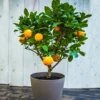 EasyPeel Clementine Tree