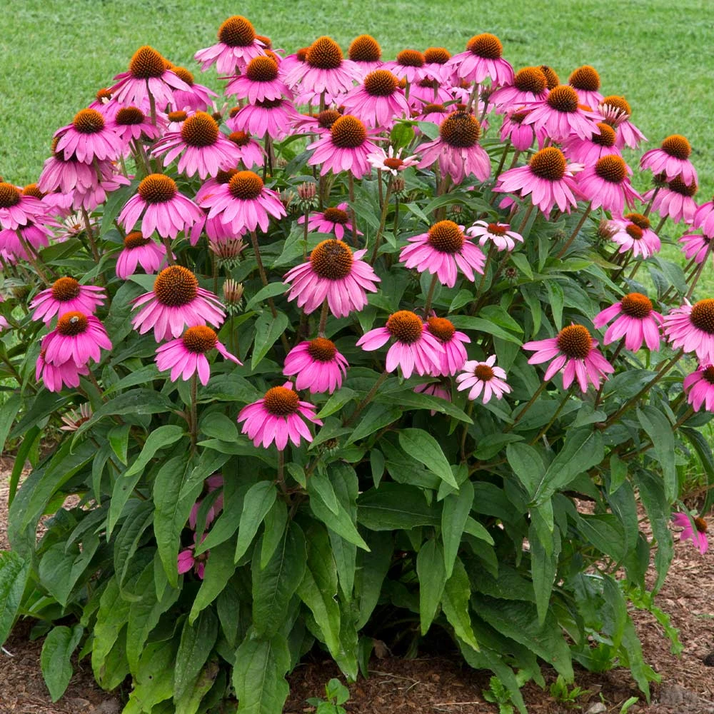PowWow® Wild Berry Coneflower (Echinacea) - Image 3