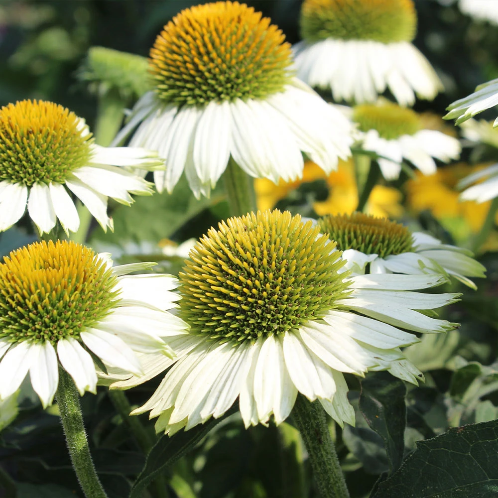 PowWow® White Coneflower (Echinacea) - Image 2