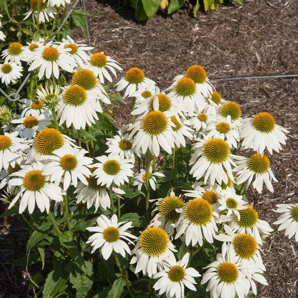 PowWow® White Coneflower (Echinacea) - Image 3