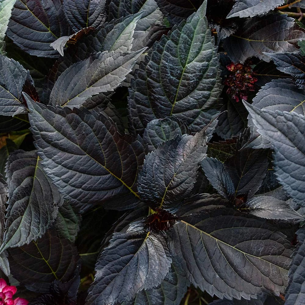 Eclipse® Bigleaf Hydrangea - Image 3