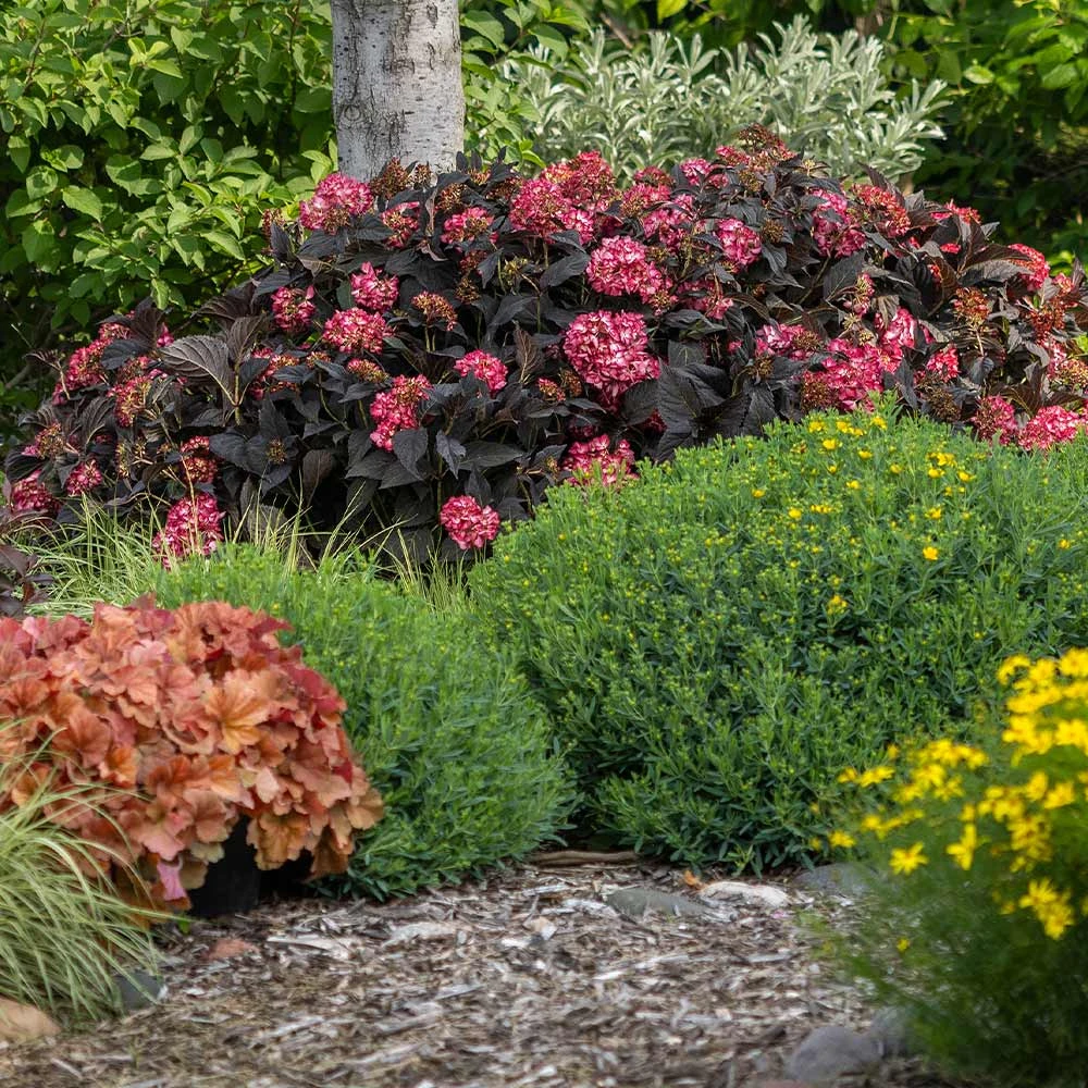 Eclipse® Bigleaf Hydrangea - Image 5