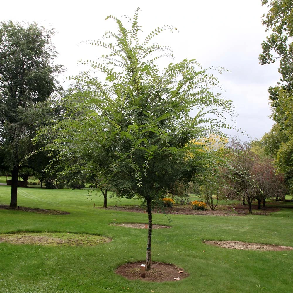 Emerald Flair Elm Tree - Image 2