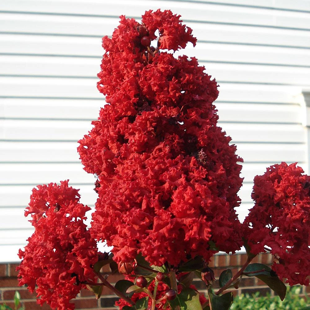 Enduring Summer Crape Myrtle - Image 3