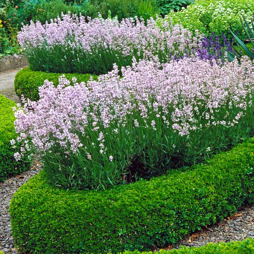 English Boxwood Shrub - Image 3