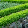 English Boxwood Shrub
