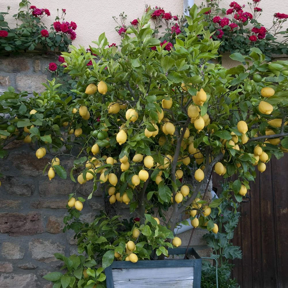 Eureka Lemon Tree - Image 2
