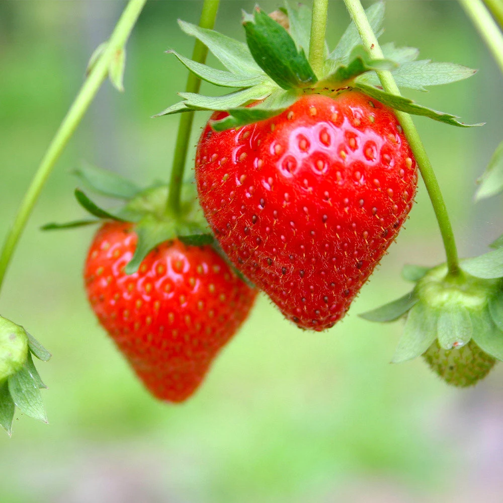 Everbearing Strawberry - Image 5
