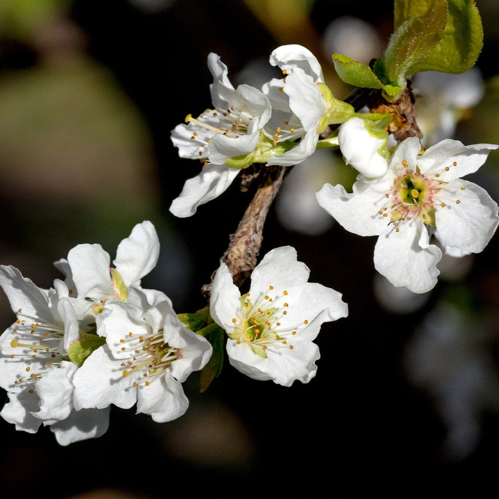 Flavor Queen Pluot® - Image 4