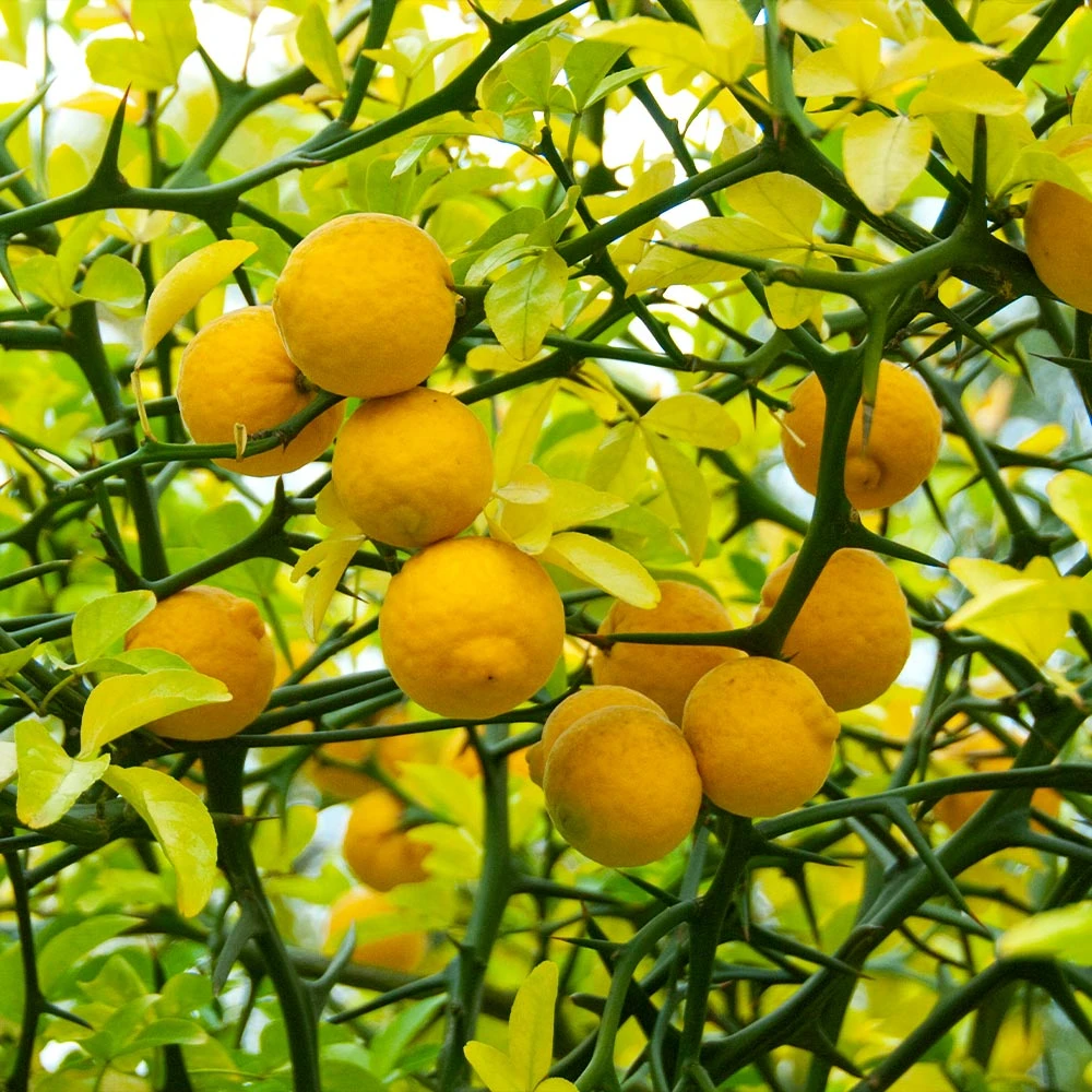 Hardy Orange Tree 'Flying Dragon' - Image 2