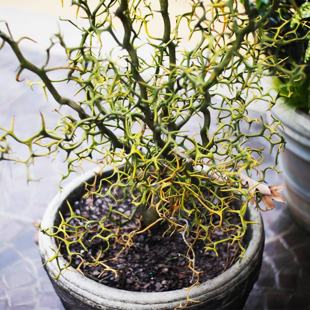 Hardy Orange Tree 'Flying Dragon' - Image 4