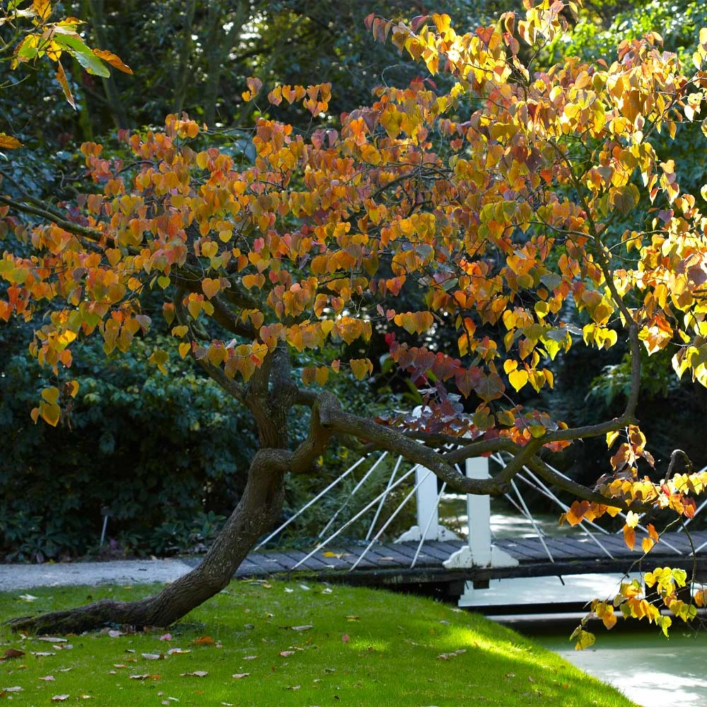 Forest Pansy Redbud - Image 5