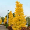 Goldspire™ Ginkgo Tree