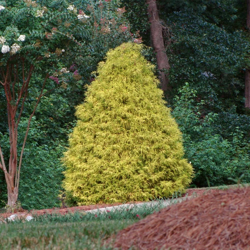 Gold Mop Cypress - Image 2