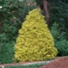 Gold Mop Cypress