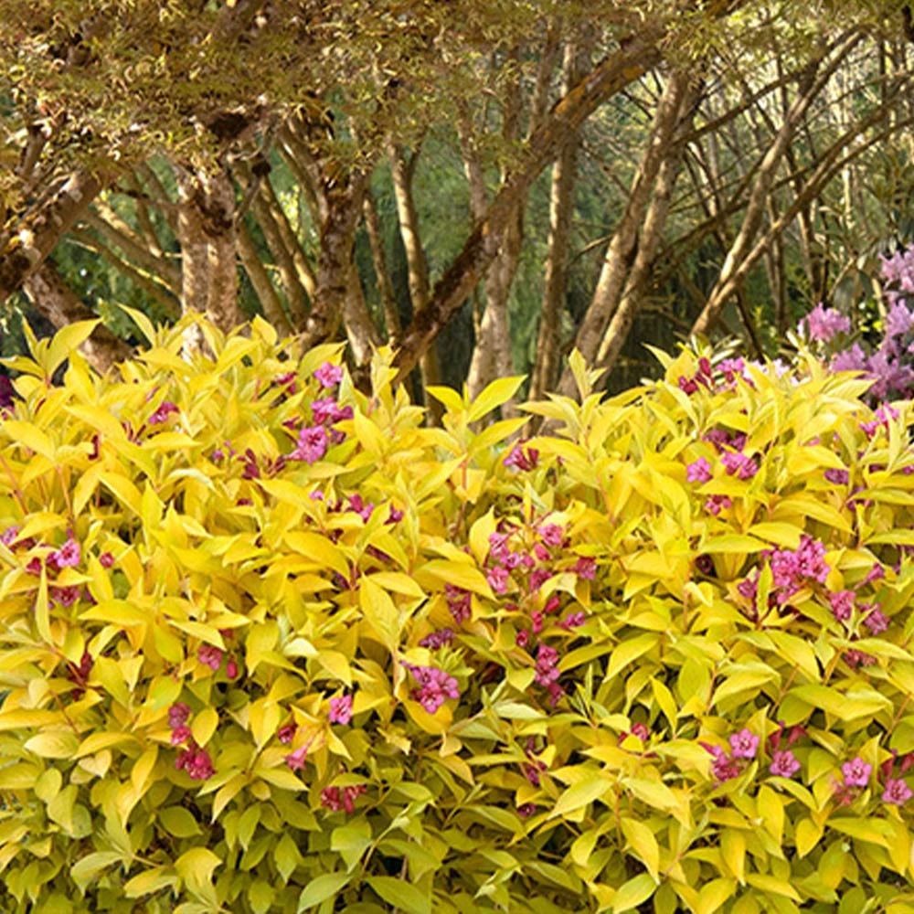 Golden Jackpot® Weigela Shrub - Image 4