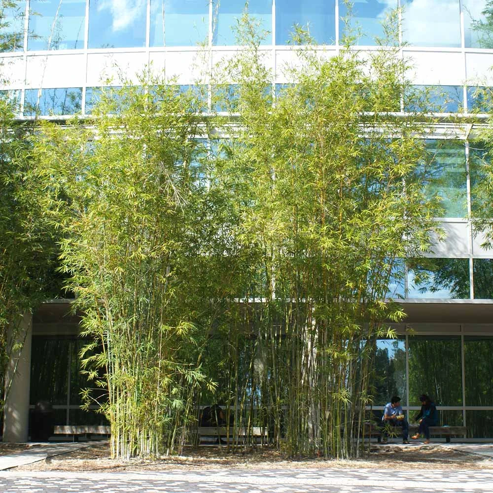 Graceful Bamboo - Image 2