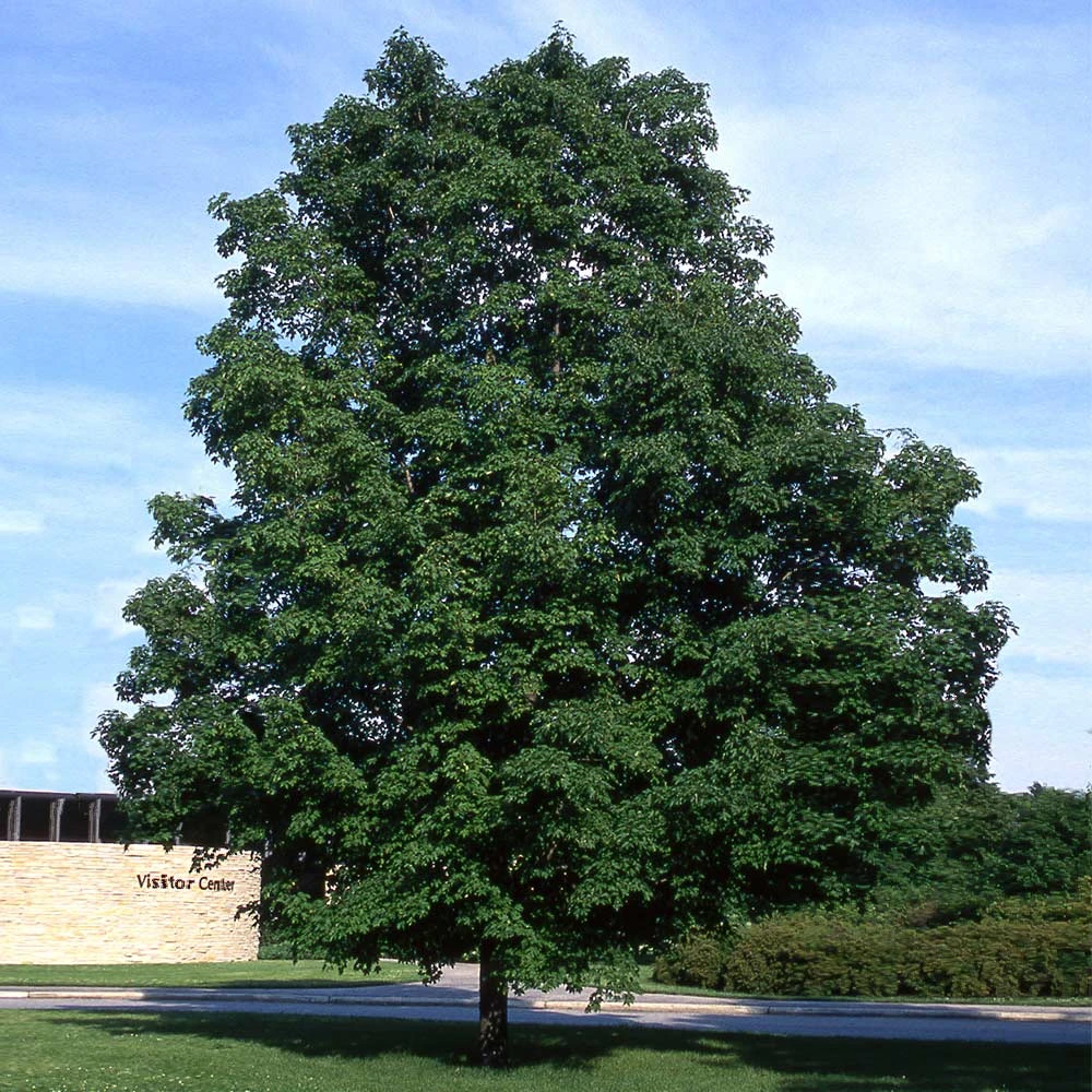 Green Mountain Sugar Maple Tree - Image 5