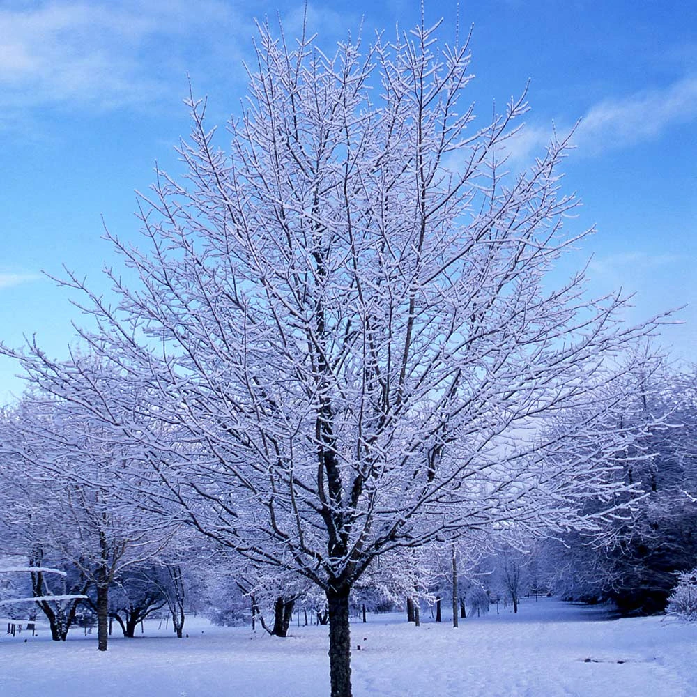 Green Mountain Sugar Maple Tree - Image 6