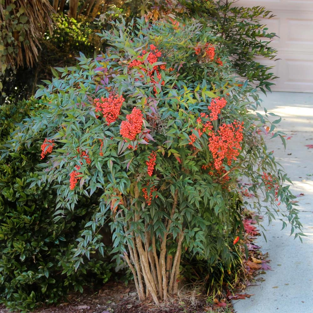 Heavenly Bamboo Nandina Shrub - Image 2