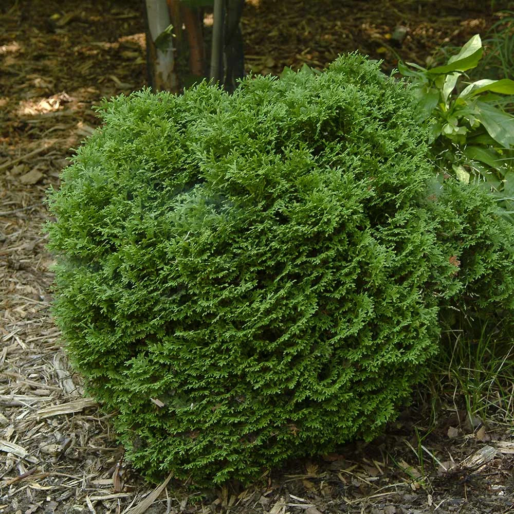 Hetz Midget Thuja Shrub - Image 4