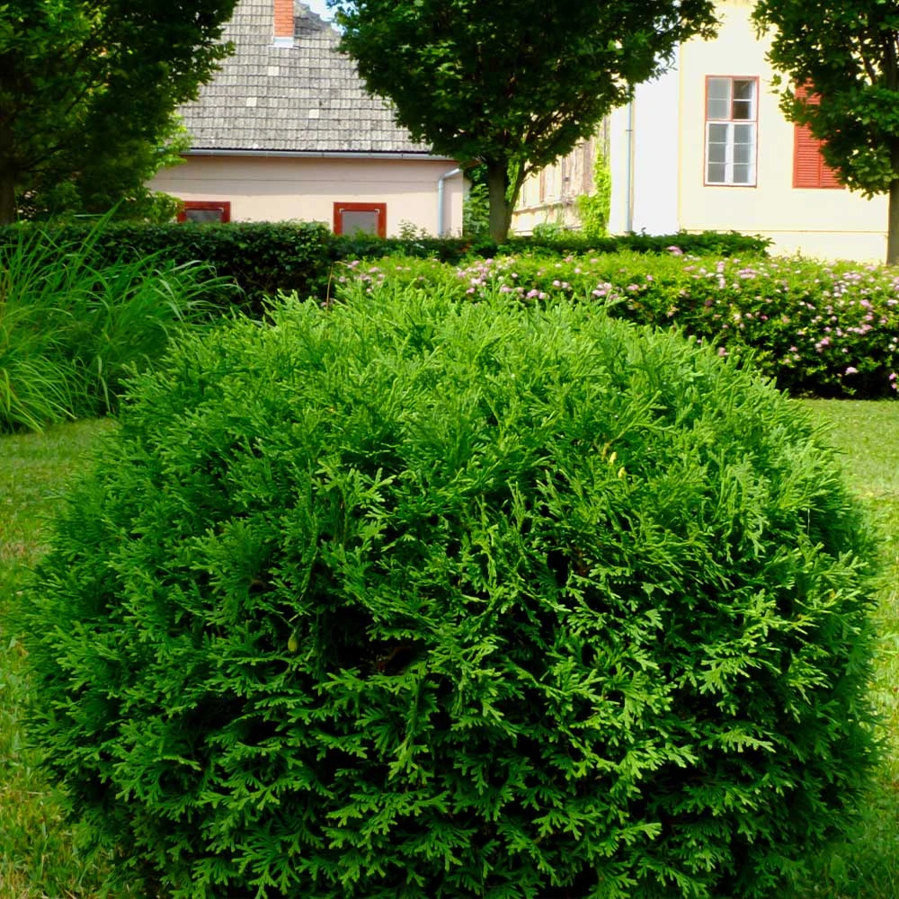 Hetz Midget Thuja Shrub - Image 2