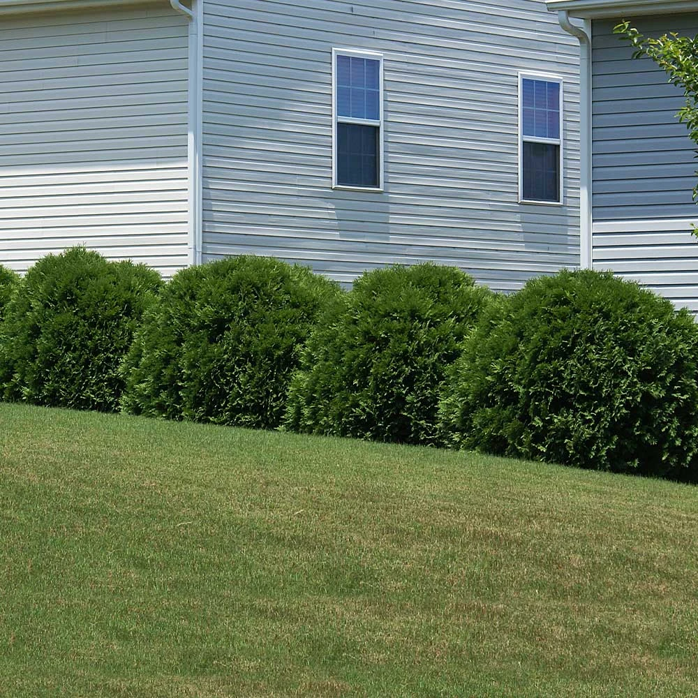 Hetz Midget Thuja Shrub - Image 3