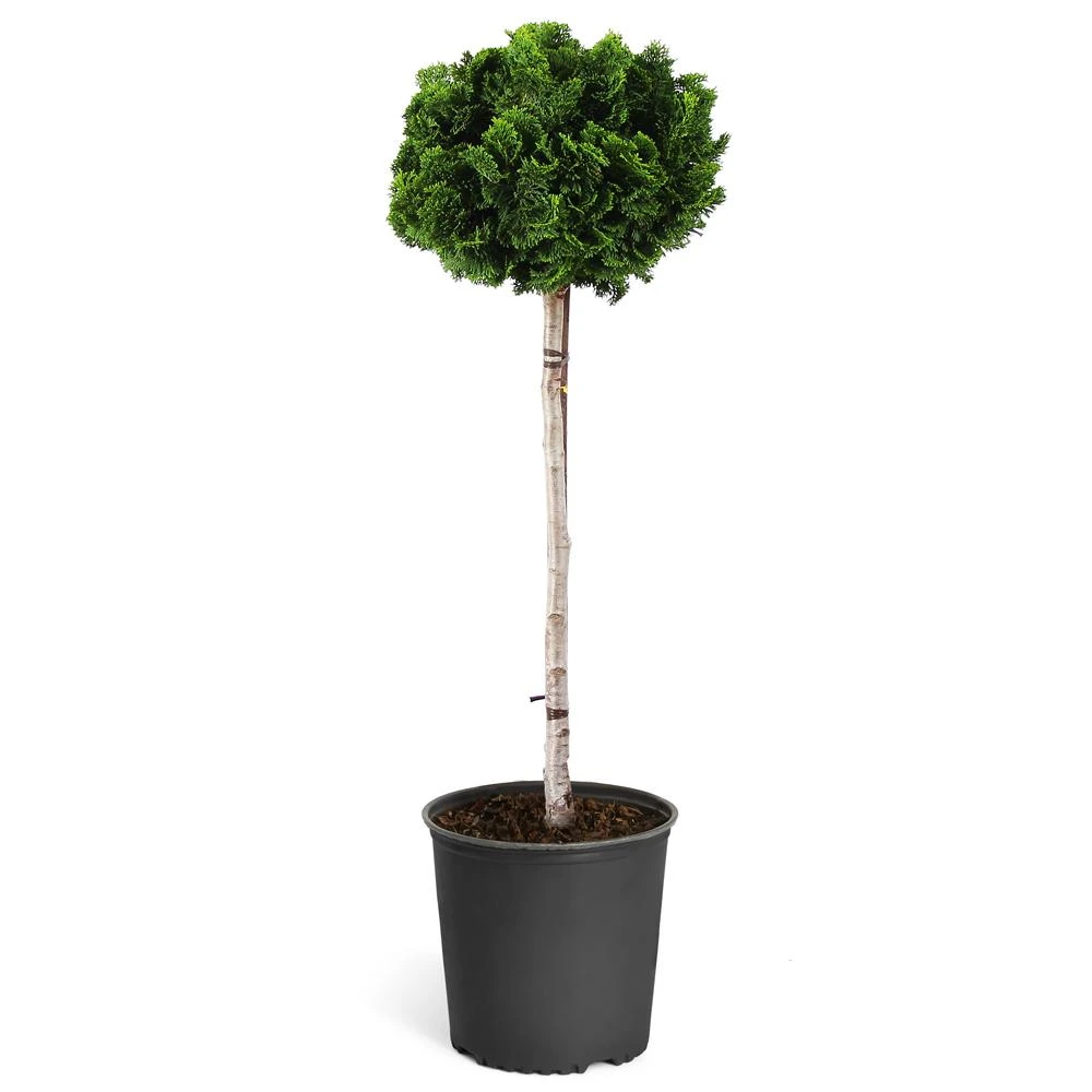 Dwarf Hinoki Cypress Tree - Image 6