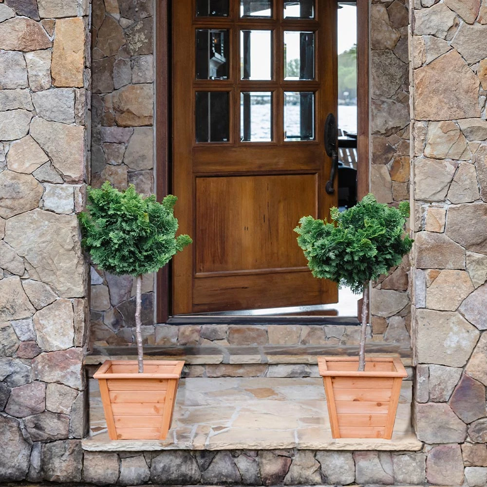 Dwarf Hinoki Cypress Tree - Image 4