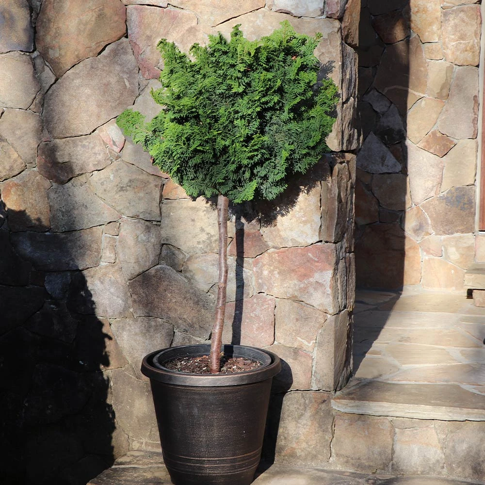 Dwarf Hinoki Cypress Tree - Image 2