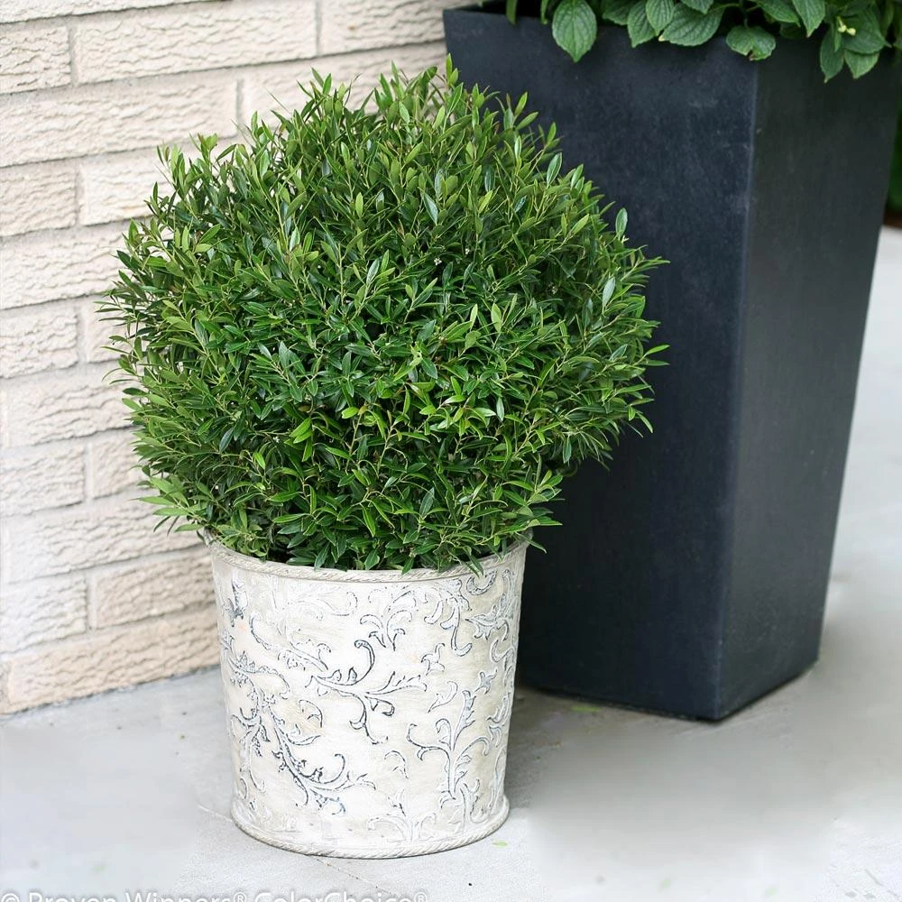 Gem Box® Holly Shrub - Image 3