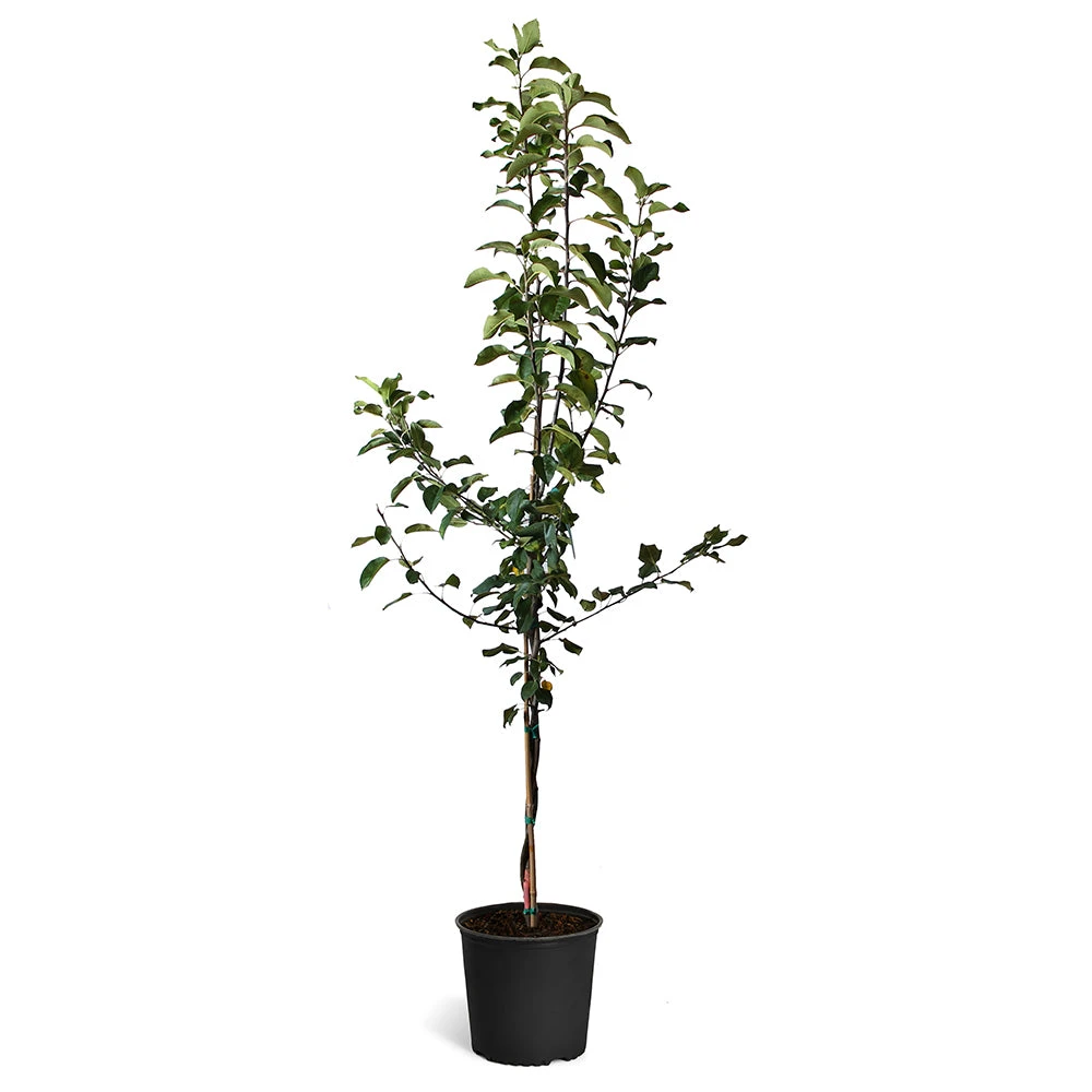 Honeycrisp™ & McIntosh Twisted Apple Tree - Image 2